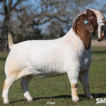 SHEPHERD CREEK READY TO PLAY Boer goat sire