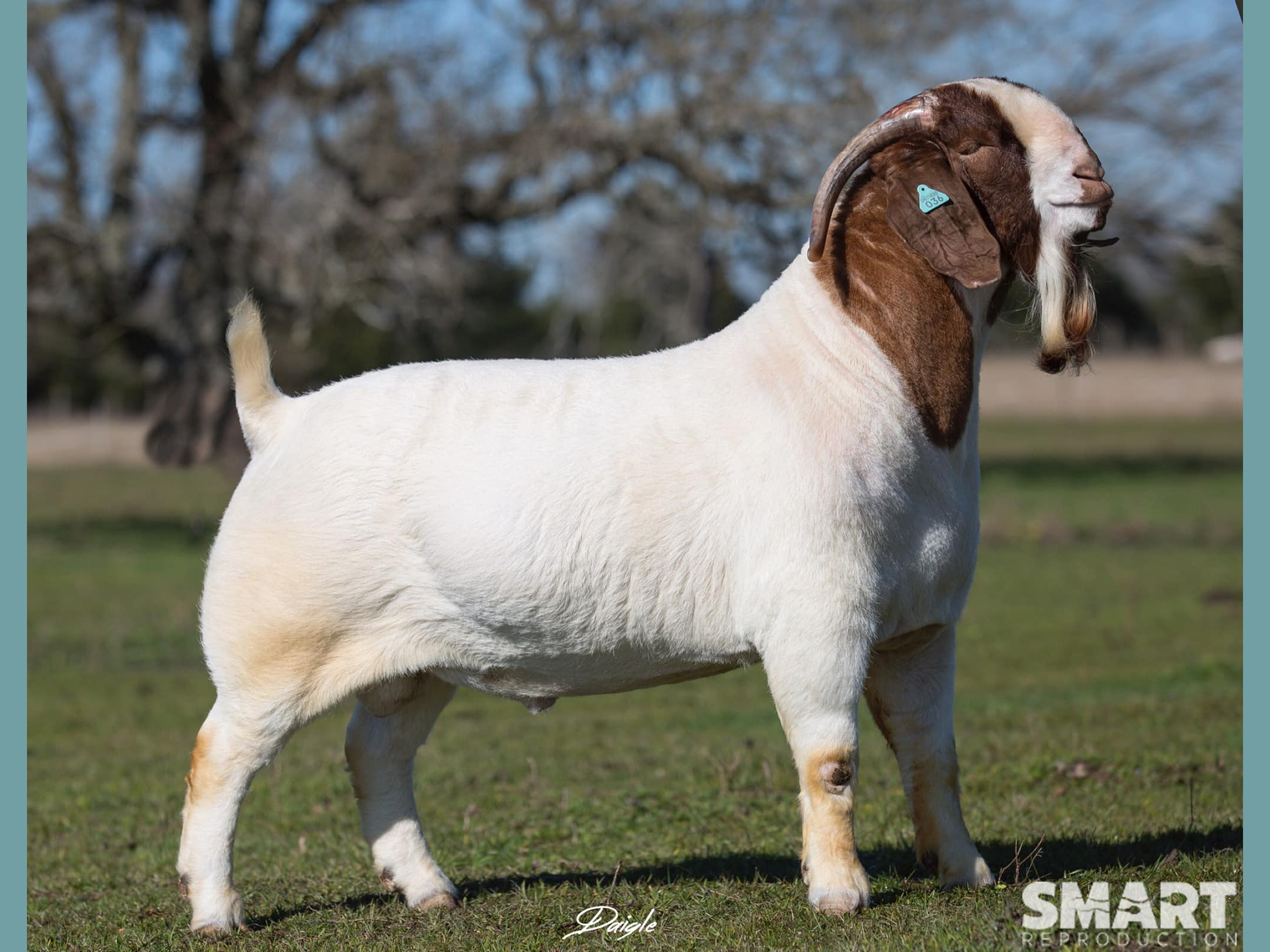 SHEPHERD CREEK READY TO PLAY Boer goat sire