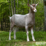 STARFIRE'S LRR BANEBERRY Toggenburg dairy goat sire