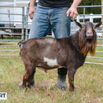SUGAR MOON NS ALEJANDRO Nigerian Dwarf goat sire