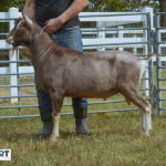 MOUNTAIN PINES GENTIL BEAST Toggenburg dairy goat sire