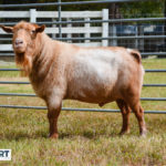 HETLANDCREEK GL GIBSON Nigerian Dwarf goat sire