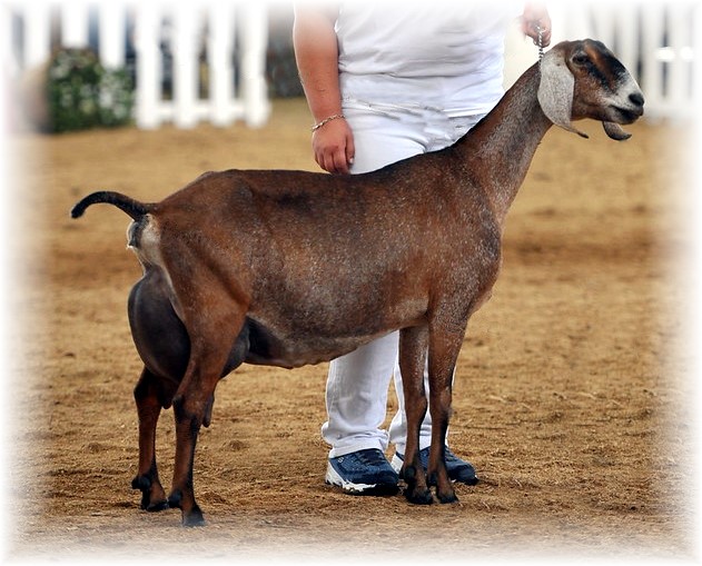 Healthy Nubian dairy doe in a show ring.
