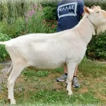 TEMPO PASSA FRL HARLEY Saanen dairy goat sire