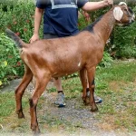 WOEST-HOEVE JMM HUCKLEBERRY Nubian dairy goat sire