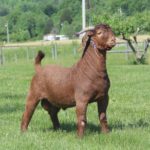 REIS ESAV Boer goat sire standing in a field.