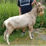 JOHEAS-ACRES SF KING Toggenburg dairy goat sire