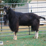 SOLDIER-MTN RD LIP SERVICE Alpine dairy goat sire