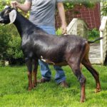 WOEST-HOEVE JL MANJELLY Nubian dairy goat sire