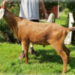 WOEST-HOEVE GC CHARLES EDWARD Nubian dairy goat sire