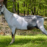 BEARLY MACCHERIONI SHERIDAN Alpine dairy goat sire