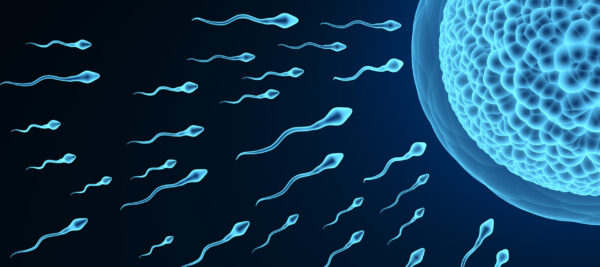 Sperm and Egg