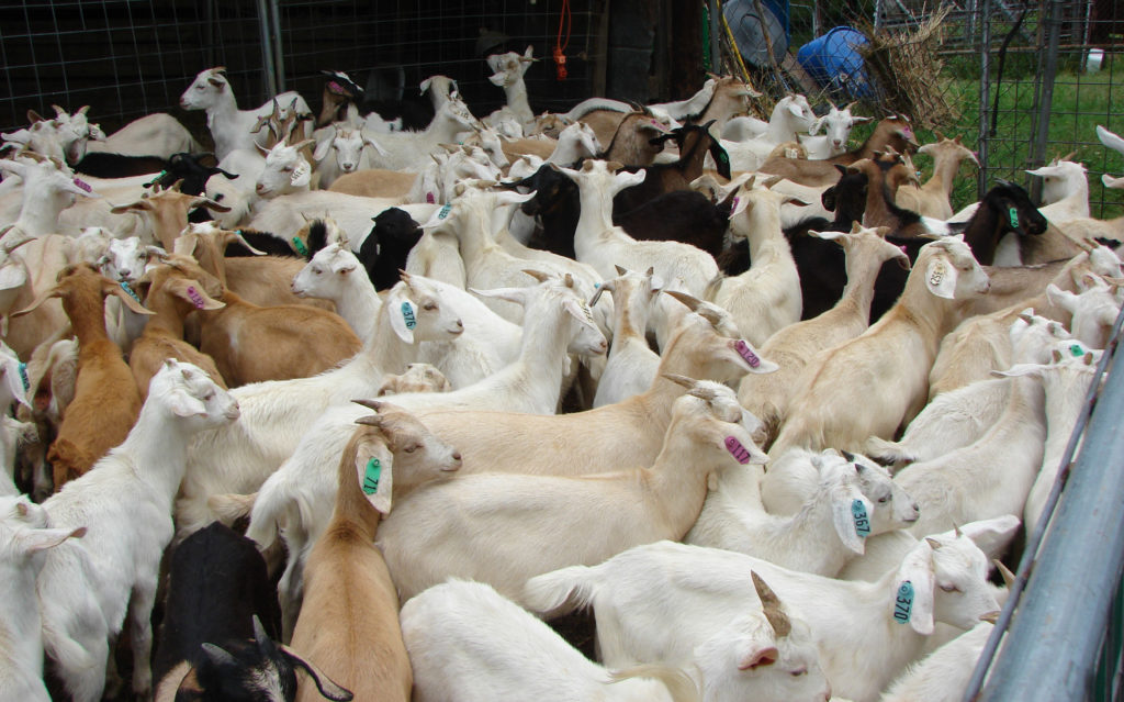 A large group of healthy, uniform Kiko doelings in a pen for evaluation by the herd manager.