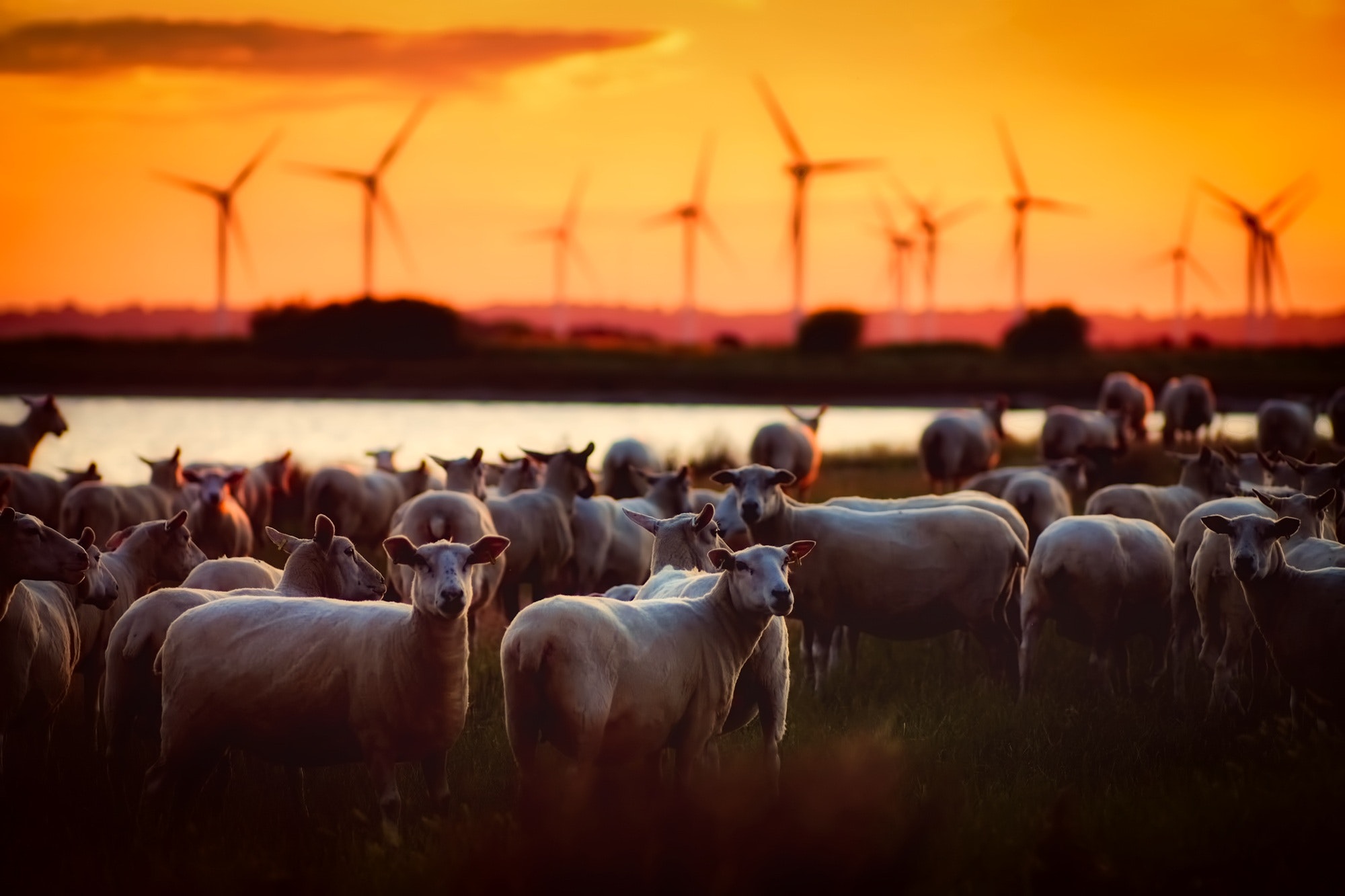 Healthy, freshly shorn sheep standing in a pasture with wind turbines and a beautiful sunset in the background.