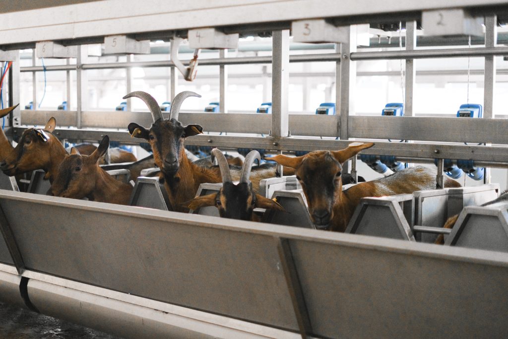 A group of healthy Swiss breed dairy goats being milked in a parlour.