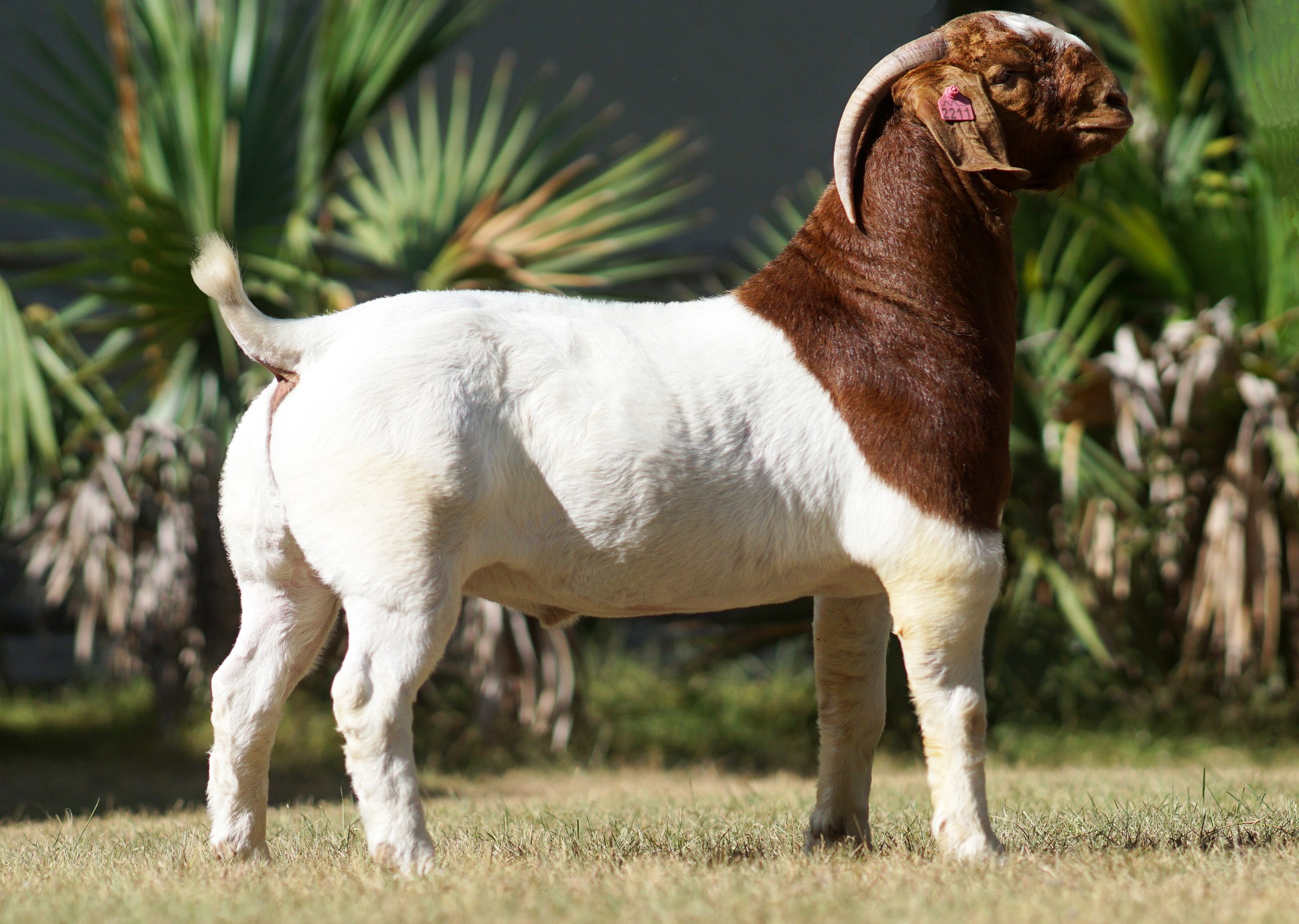 The Boer Goat A Guide To Structure And Standards