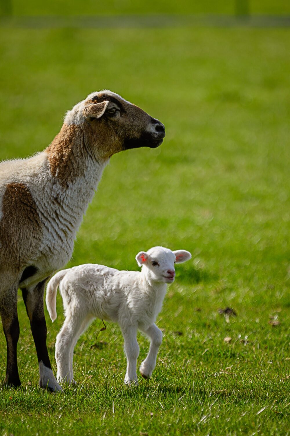 Ewe and lamb on lush spring grass.