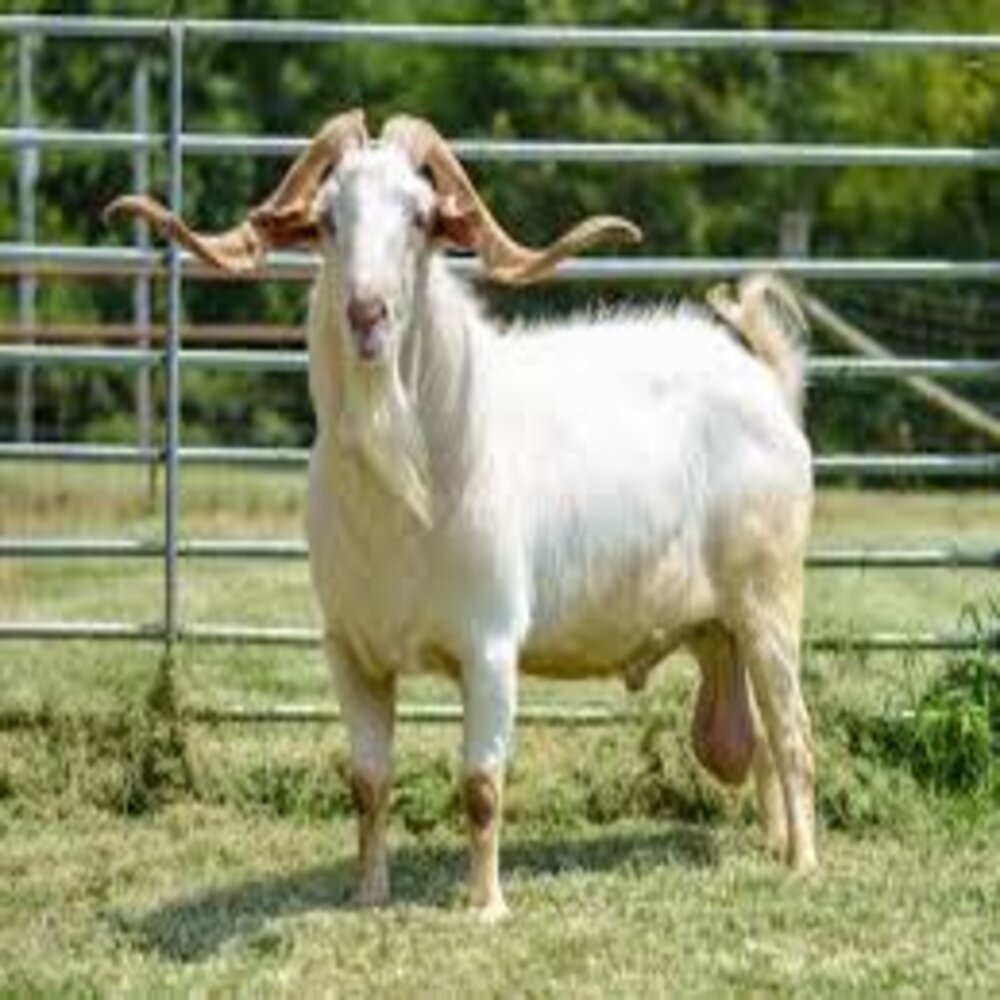 An all white coated Kiko goat that accurately represents the breed standard.