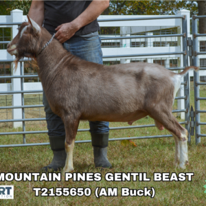 MOUNTAIN PINES GENTIL BEAST (1-49 units)