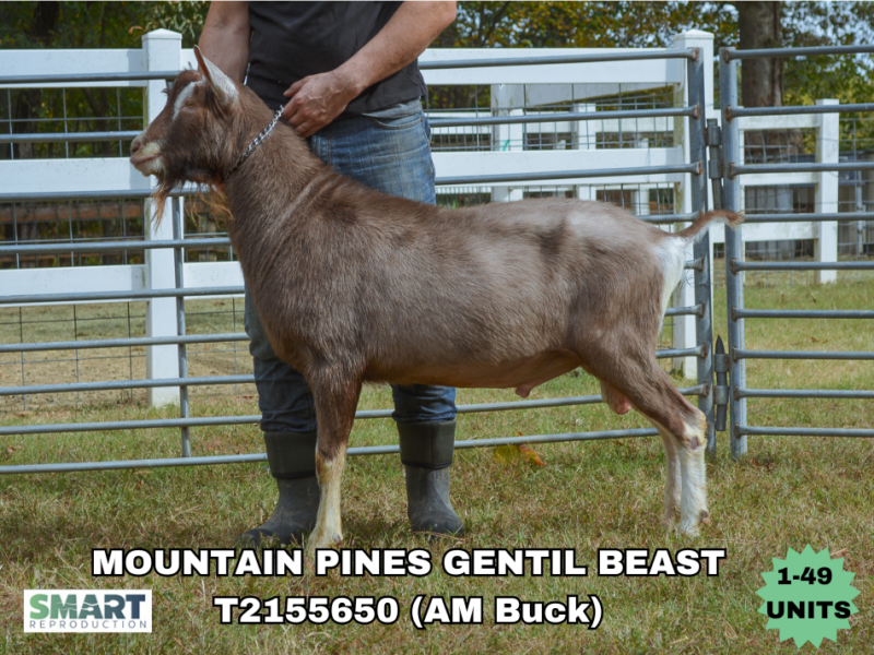 MOUNTAIN PINES GENTIL BEAST (1-49 units)