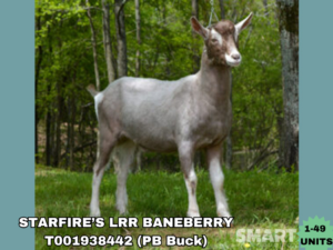 STARFIRE’S LRR BANEBERRY (1-49 Units)