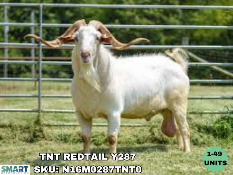 TNT REDTAIL Y287 (1-49 Units)