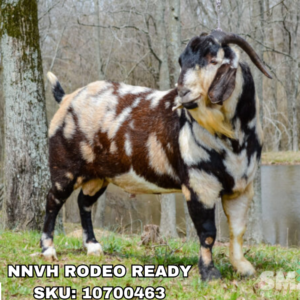 NNVH RODEO READY (1-49 Units)