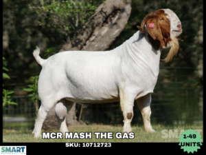 MCR MASH THE GAS (1-49 Units)