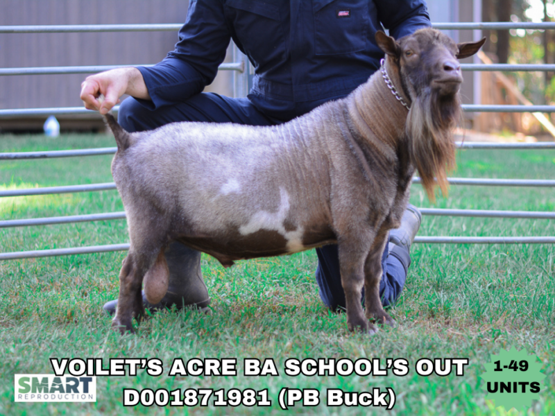 VIOLET’S ACRE BA SCHOOL’S OUT, a sire listed in the SMART Reproduction catalogue.