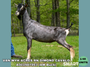 VAN-WYK-ACRES RN DIMOND CAVALO (1-49 Units)