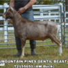 MOUNTAIN PINES GENTIL BEAST, a sire listed in the SMART Reproduction catalogue.