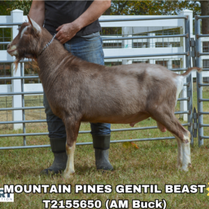 MOUNTAIN PINES GENTIL BEAST (50+ units)