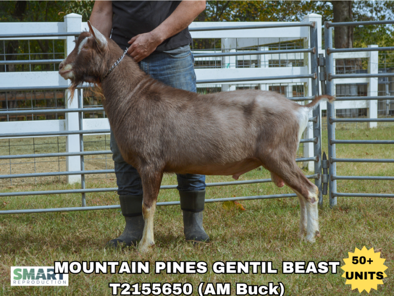 MOUNTAIN PINES GENTIL BEAST, a sire listed in the SMART Reproduction catalogue.