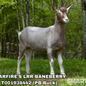 STARFIRE’S LRR BANEBERRY (50+ Units)