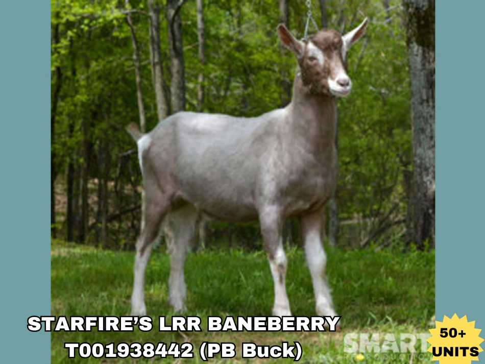 STARFIRE’S LRR BANEBERRY, a sire listed in the SMART Reproduction catalogue.