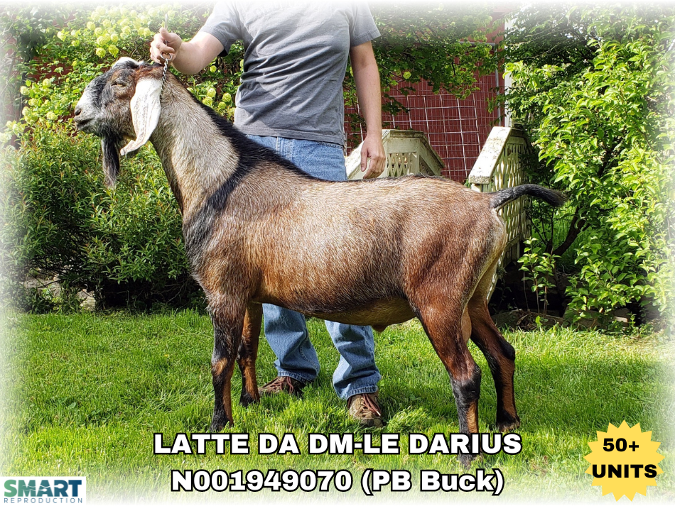 LATTE DA DM-LE DARIUS, a sire listed in the SMART Reproduction catalogue.