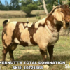 TUCKERNUTT’S TOTAL DOMINATION, a sire listed in the SMART Reproduction catalogue.