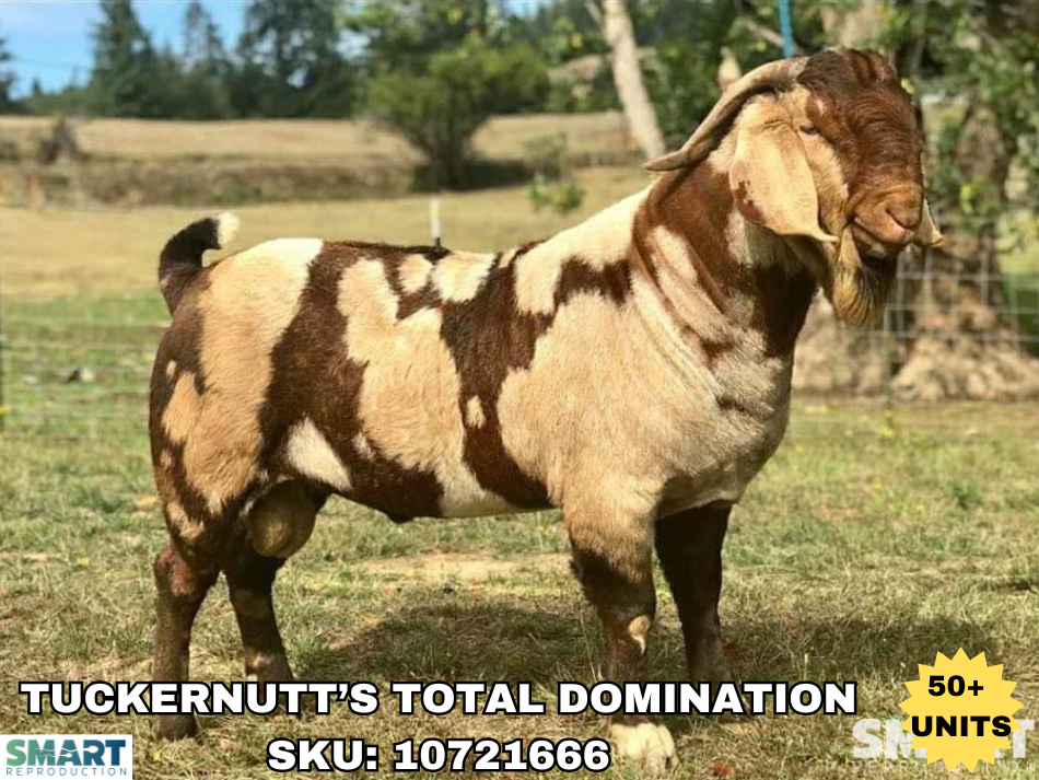 TUCKERNUTT’S TOTAL DOMINATION, a sire listed in the SMART Reproduction catalogue.
