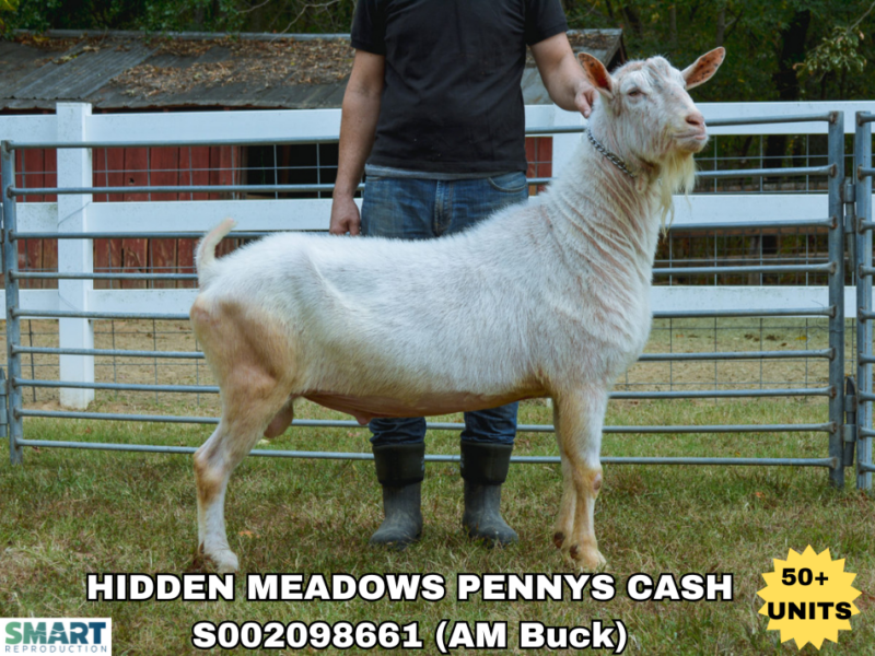 HIDDEN MEADOWS PENNYS CASH, a sire listed in the SMART Reproduction catalogue.