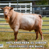 HETLANDCREEK GL GIBSON, a sire listed in the SMART Reproduction catalogue.