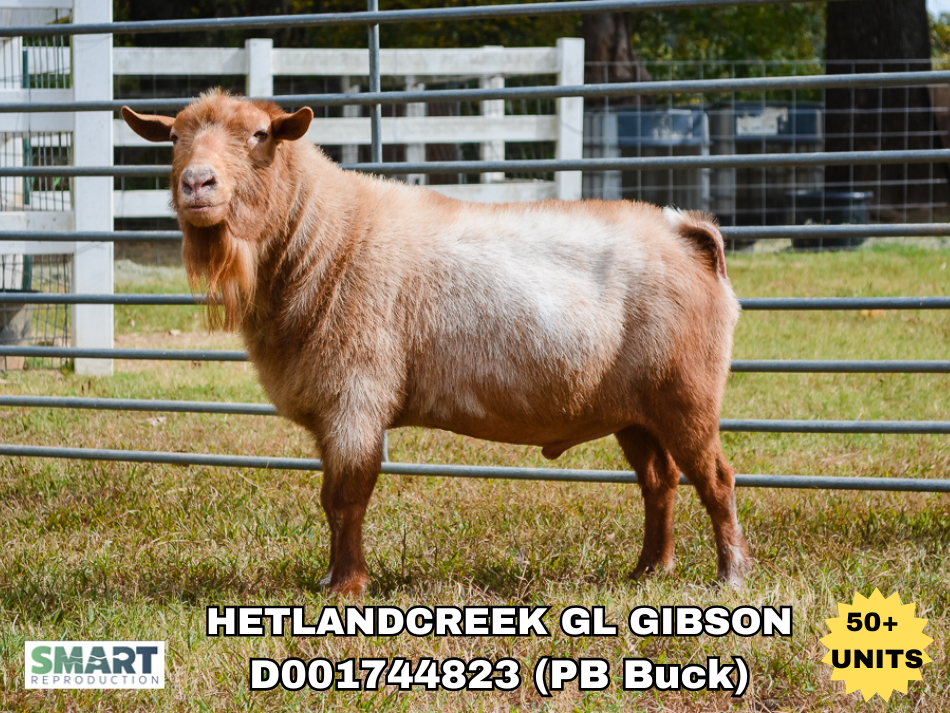 HETLANDCREEK GL GIBSON, a sire listed in the SMART Reproduction catalogue.