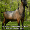 HAYCREEKS SANDMAN AVENGER, a sire listed in the SMART Reproduction catalogue.