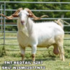 TNT REDTAIL Y287 a sire in the SMART Reproduction catalog.