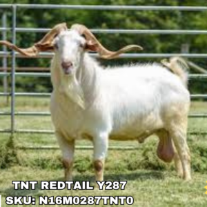 TNT REDTAIL Y287 (50+ Units)
