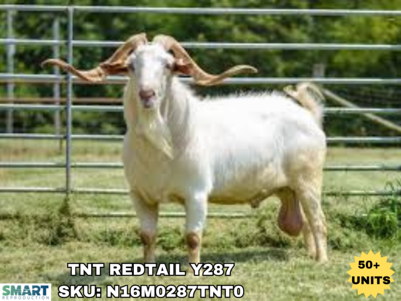 TNT REDTAIL Y287 a sire in the SMART Reproduction catalog.