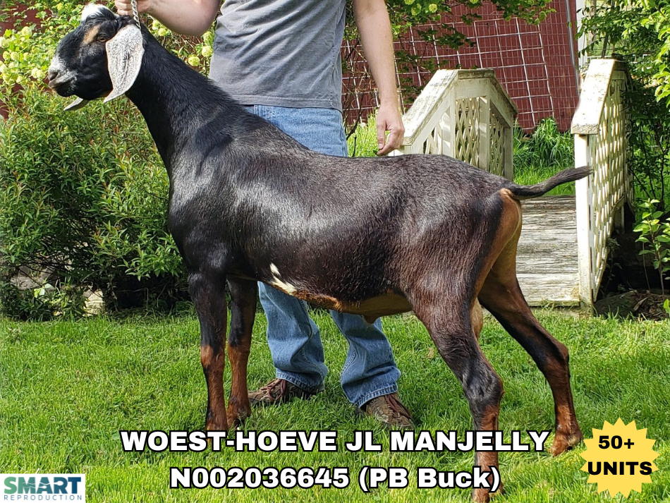 WOEST-HOEVE JL MANJELLY, a sire listed in the SMART Reproduction catalogue.