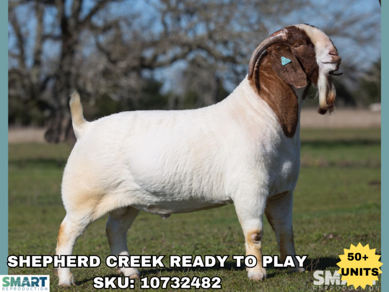 SHEPHERD CREEK READY TO PLAY, a Boer goat sire listed in the SMART Reproduction catalogue.