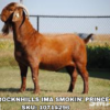 SDG ROCKNHILLS IMA SMOKIN’ PRINCE, a Boer goat sire listed in the SMART Reproduction catalogue.