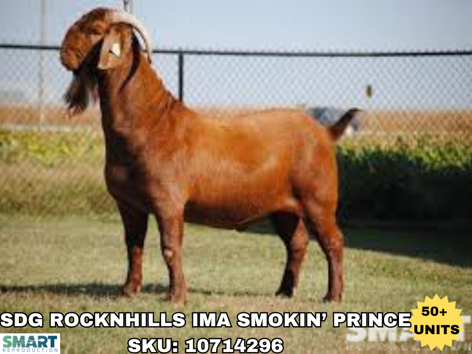 SDG ROCKNHILLS IMA SMOKIN’ PRINCE, a Boer goat sire listed in the SMART Reproduction catalogue.