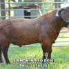 S SMOKIN RED DEVIL, a Boer goat sire listed in the SMART Reproduction catalogue.